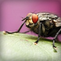 /album/tyaverpilanru/photolia-a08-jpg/